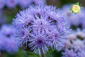 Blue Horizon Ageratum Seeds – 150 Count Annual Flower for Garden, Borders & Containers, Ageratum houstonianum
