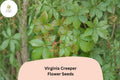 Virginia Creeper Seeds – 10 Parthenocissus quinquefolia Climbing Vine for Fences & Trellises