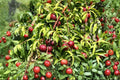 Wild Plum Cuttings Unrooted Prunus americana Native Tree Propagation, Deciduous Fruit Tree