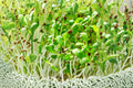 Organic Alfalfa Sprouting Seeds for Microgreens | Non-GMO Medicago sativa Garden Seed