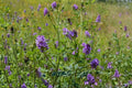 Alfalfa Seeds Non-GMO Cover Crop, Nitrogen-Fixing, Pollinator Friendly, Medicago sativa