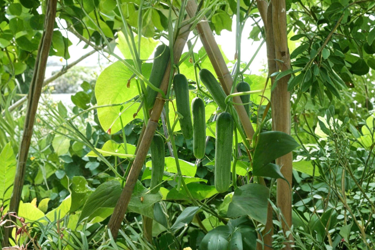 Heirloom Marketer Cucumber Seeds for Slicing & Pickling, Non-GMO Vegetable Garden Plant, Vigorous, Dark Green Cucumbers