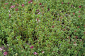 Heirloom Thyme Seeds, Culinary Herb, Aromatic Thymus vulgaris, Non-GMO, Herb Garden, Kitchen Garden, Container Plant, Perennial