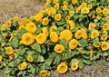 Sunflower Teddy Bear Dwarf Seeds – Double Golden Bloom Compact Annual Flowers for Gardens & Containers