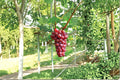 Hongju Grape Vine 1-2 ft | Vitis vinifera ‘Hongju’ | Live Fruit Climber for Garden & Vineyard