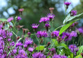 New York Ironweed Seeds – 100 Native Purple Wildflower Perennial – Vernonia noveboracensis for Pollinator Gardens