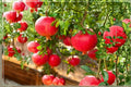 Unrooted Eversweet Pomegranate Cuttings – Punica granatum ‘Eversweet’ Fruit Tree, Ornamental Flowers, Full Sun