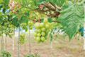 Live Shine Muscat Grape Vine – Vitis vinifera ‘Shine Muscat’ Fruit Plant, Climbing Vine for Garden or Container