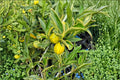 Centennial Variegated Kumquat Cuttings | Unrooted Citrus japonica ‘Centennial’ | Ornamental Evergreen Citrus Plant