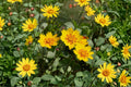 Picta Tickseed Seeds, Coreopsis Nuecensis, Wildflower, Pollinator-Friendly, Non-GMO, Garden Flower, Bee & Butterfly Attractant