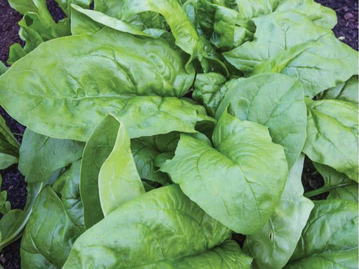 Viroflay Spinach Seeds – 100 Count French Heirloom Large Leaf Spinach for Salads & Cooking (Spinacia oleracea)