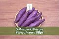 3 Murasaki Purple Sweet Potato Slips – Vegetable Garden Plants, Ipomoea batatas, Spreading Vine, Purple Skin, Full Sun
