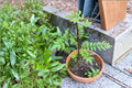 Sansho Propagation Cuttings - Zanthoxylum piperitum Japanese Pepper Tree, Aromatic Shrub, Small Tree, Fresh Plant Cuttings