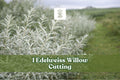 Edelweiss Willow Cutting, Variegated Salix Plant for Hedges and Landscape, Deciduous Shrub, Bare Root