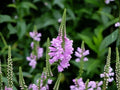 Obedient Plant Seeds – Heirloom Non-GMO Wildflower, Pink-Lavender, Pollinator-Friendly, Native Garden, Physostegia virginiana