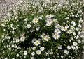 Heath Aster Seeds – 100 Native White Wildflower Seeds for Fall Garden – Symphyotrichum pilosum Pollinator Perennial