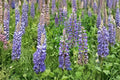 Lupine Seeds – Tall Colorful Flower Spikes for Gardens, Borders, Pollinators – Lupinus polyphyllus Lindl. (20 Seeds)