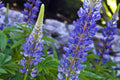 Native Blue Lupine Seeds – Perennial Wildflower for Pollinator Gardens, Sunny Borders, 25 Seeds, Lupinus perennis