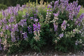 Lupine Riverbank Seeds – Native Wildflower for Pollinator Gardens, Moist Soils, Lupinus rivularis