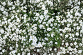 Covent Garden White Baby's Breath Seeds – Gypsophila elegans, Delicate Annual for Borders, Bouquets, Dried Flowers, 100 Seeds
