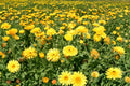 Calendula Seeds Pacific Beauty Dark Yellow – Double Blooms, Pollinator Friendly, Annual Flower for Gardens & Containers (100 Seeds)