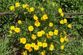 Dwarf Coreopsis Seeds – Yellow Perennial Wildflower for Sunny Gardens, Coreopsis lanceolata, 50 Seeds