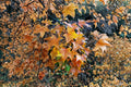 Acer mono Painted Maple Seeds – Ornamental Tree for Autumn Color, Landscape Focal Point, Deciduous Tree
