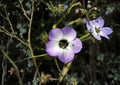 Bird’s Eyes Gilia Tricolor Seeds – Wildflower Annual for Gardens, Borders & Pollinator Gardens, 100 Count