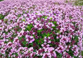 Creeping Thyme Seeds – Thymus serpyllum Groundcover Herb for Rock Gardens, Pathways & Lawns, Fragrant Pink-Purple Blooms, 100 Seeds
