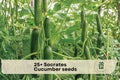 25+ Socrates Cucumber Seeds – Crisp Green Slicing Cucumis sativus for Home Gardens, Trellis, Raised Beds