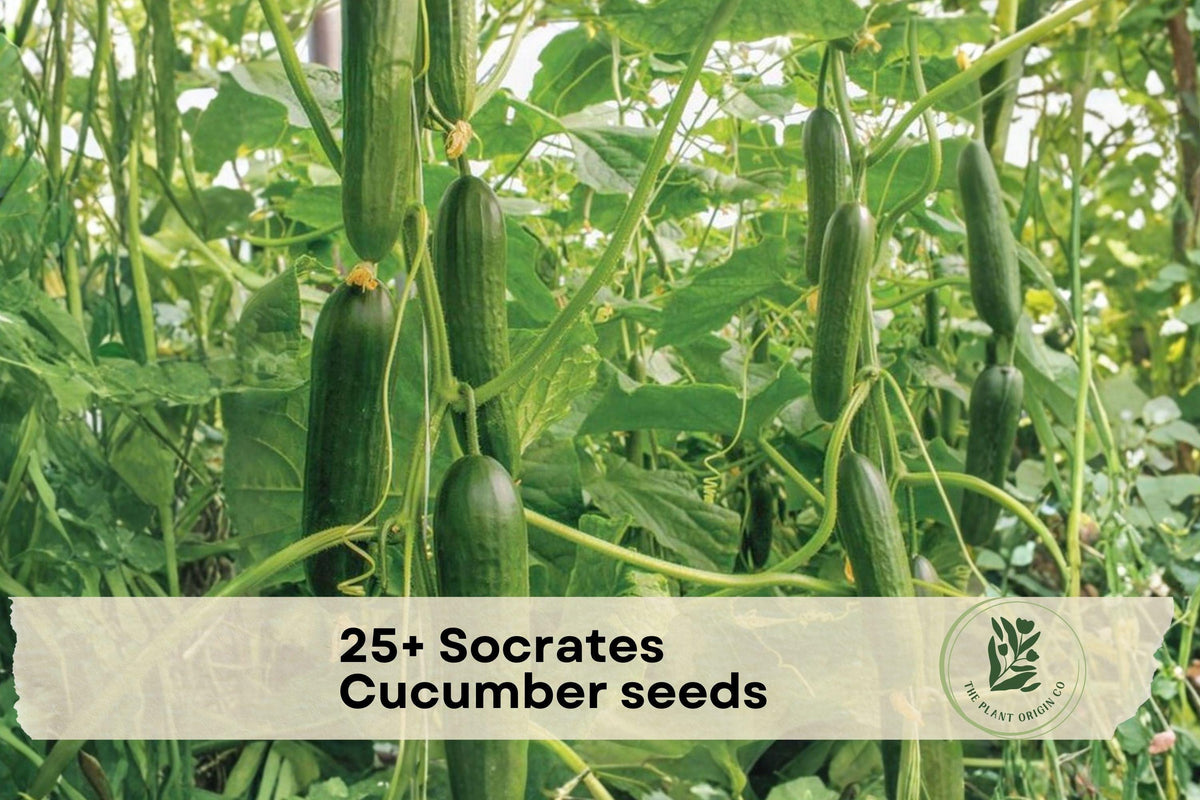 25+ Socrates Cucumber Seeds – Crisp Green Slicing Cucumis sativus for Home Gardens, Trellis, Raised Beds