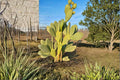 Unrooted Nopal Cactus Cuttings – Opuntia spp. Prickly Pear Desert Plant for Xeriscape Gardens