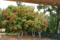 Tatarian Maple Seeds, Acer tataricum, Ornamental Tree with Red Samaras, Autumn Foliage, Hardy Shrub for Gardens and Landscaping