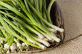 Evergreen Bunching Onion Seeds – Heirloom Vegetable for Garden Beds & Containers – Allium fistulosum