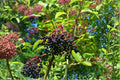 American Elderberry Cuttings 12 Unrooted Sambucus canadensis Fruiting Shrub for Wildlife & Garden