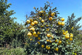 Honey Quince Unrooted Cuttings - Cydonia oblonga Fruit Tree Propagation, Ornamental Spring Flowers