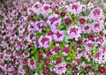 Wild Thyme Seeds – Broad-Leaved Lemon Thyme Herb for Garden, Fragrant Perennial, Pollinator Friendly, Pink Blooms, Thymus pulegioides