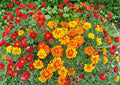 French Marigold Seeds – Sparky Mixture, Double Bloom, Vibrant Red, Orange & Gold, Tagetes patula, Summer Flowers, Pollinator Friendly