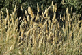 Sweet Vernal Grass Seeds – Fragrant Hardy Perennial for Meadows, Lawns, Anthoxanthum odoratum