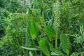 False Nettle Seeds – Native Wetland Perennial for Rain Gardens & Wildlife Habitat – Boehmeria cylindrica (100 Seeds)
