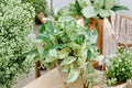 Pothos Ivy Combo Unrooted Cuttings – Marble Queen, Brazil, N'Joy Epipremnum aureum Indoor Tropical Vine