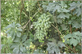 Golden Finger Grape Cuttings - Vitis vinifera, Fruiting Vine, Yellow-Gold Grapes, Climbing Vine, Unrooted 6-8 inches
