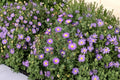 Tahoka Daisy Seeds, Machaeranthera tanacetifolia, Non-GMO, Pollinator Wildflower Seeds for Native Prairie Gardens