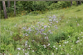 Swamp Aster Seeds 100 Pack | Native Perennial with Bright Purple Blooms | Symphyotrichum puniceum for Wetlands & Rain Gardens