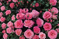 Queen Elizabeth Rose Cuttings 6-8" Unrooted Rosa ‘Queen Elizabeth’ Hybrid Tea Flowering Shrub