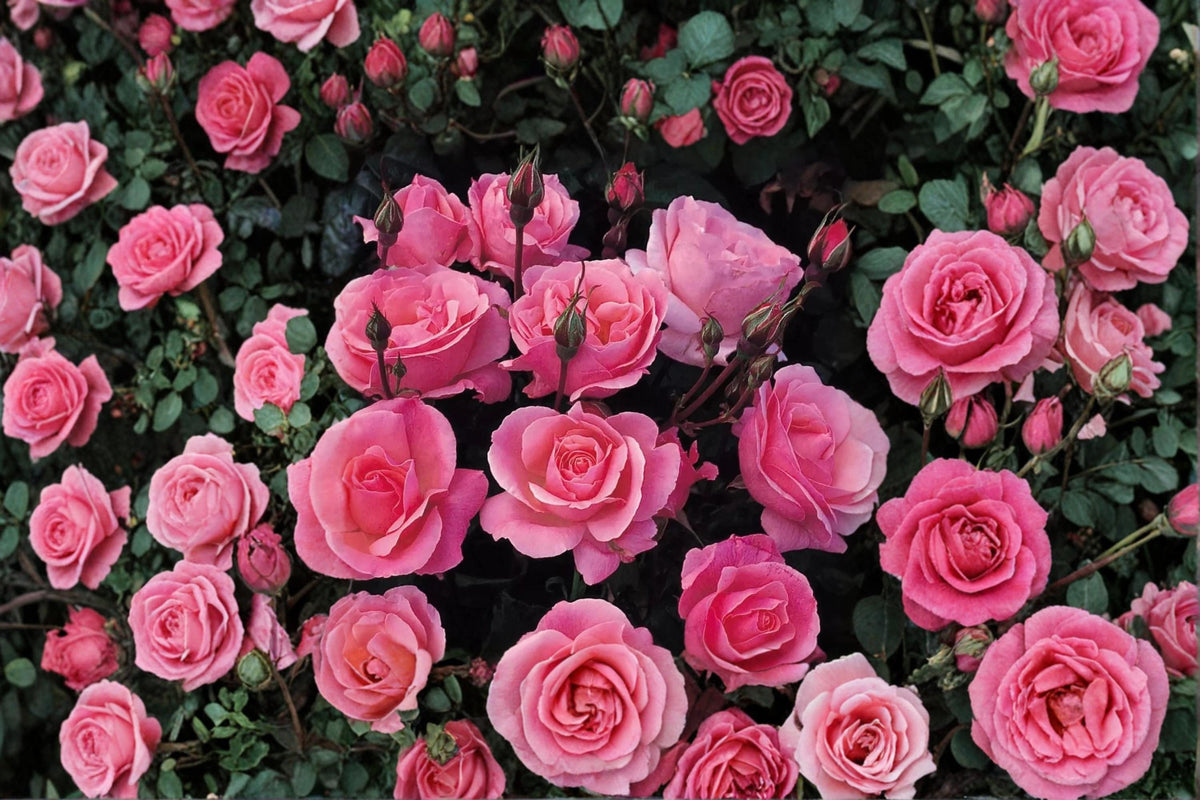 Queen Elizabeth Rose Cuttings 6-8" Unrooted Rosa ‘Queen Elizabeth’ Hybrid Tea Flowering Shrub