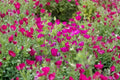 Purple Poppy Mallow Seeds – Drought Tolerant Groundcover for Rock Gardens, Callirhoe involucrata, Native Perennial, Magenta Flowers