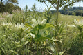 Gentiana flavida Cream Gentian Seeds – Native Pale Yellow Perennial for Meadows & Pollinator Gardens, 100 Seeds