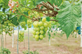 Live Shine Muscat Grape Vine Plant | 2-3 FT | Vitis vinifera Fruitful Climbing Vine for Garden or Vineyard