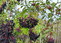 American Black Elderberry Tree Seeds – Hardy Fruit Bearing Shrub with White Flowers & Dark Berries, Sambucus canadensis